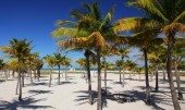miami beach palm trees