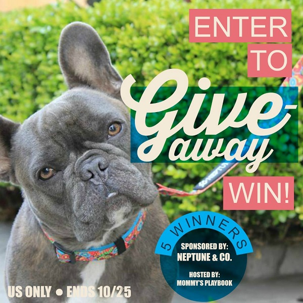 Does your pup need some new accessories? Now you can get what your pup needs while giving back too. Enter to win the Neptune & Co. Dog Accessories Giveaway!