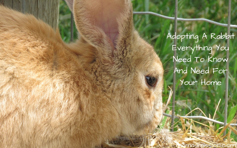 If you are considering adopting a rabbit, there are many factors to take into consideration. Here is everything you need to know about adopting a rabbit.